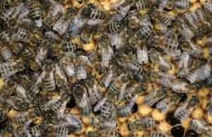 Mechaniczne pszczoły na łąkach. Za trzy lata?