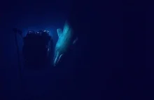 Rzadki okaz kaszalota nagrany z batyskafu na głębokości sześciuset metrów