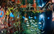 Piękno podwodnego świata