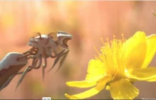 Naukowcy przyspieszają prace nad pszczołami – robotami