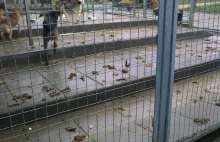 Bezprawie w gdańskim schronisku dla zwierząt Promyk