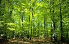 Polskie lasy warte 16,5 mld złotych