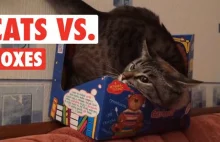 Cats VS Boxes || Funny Compilation
