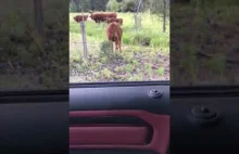 Krowa wychodzi z ogrodzenia