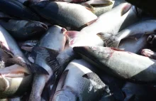 Norweskie ryby płyną do Polski. Ich import bije rekordy