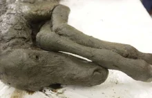 Doskonale zachowane szczątki źrebaka sprzed 40 tys. lat