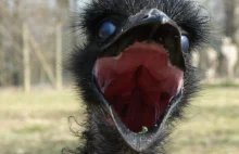 Great Emu War - australijska wojna z emu - Historia - WP.PL