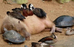 Wszyscy lubią kapibary - inne zwierzęta też