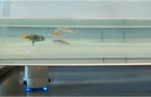 Tajny agent sygnalista wśród ryb? Robot infiltruje szkółki wodne...