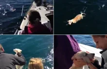 Grupa żeglarzy z włoskiego klubu jachtowego uratowała labradora przed utonięciem