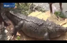 100 year old 'Fat Croc' found dead after years of overfeeding