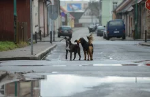 Nowa akcja strażników miejskich. Będą fotografować bezpańskie psy