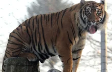Tragedia w zoo. Tygrys zabił opiekuna