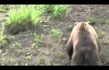 Bielik amerykański atakuje niedźwiedzia grizzly.