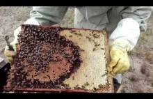 Pszczoły, ule, miód i pszczelarstwo na trudne czasy (i na co dzień)