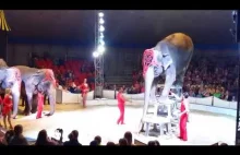 Słoń upada na widzów w rosyjskim cyrku.