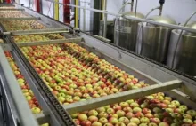 Ardanowski o problemach ze skupem jabłek: Firmy niemieckie zaczęły...