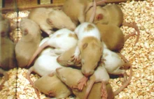 Szczury jako zwierzęta towarzyszące