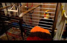 Papuga udaje kurę :)