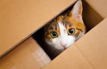 Dlaczego koty uwielbiają pudełka?