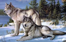 Wilków nie trzeba się bać - to człowiek jest zagrożeniem dla wilków.