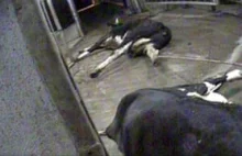 Chora krowa zabita i sprzedana na mięso. Obrzydliwe