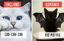 Zawołania na koty w różnych krajach świata [podpisy wg fonetyki j. angielskiego]