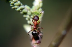 Mrówki korzystają z crowdsourcingu