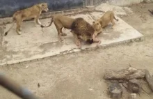 Dwa lwy zabite, gdy nagi mężczyzna wskoczył do klatki