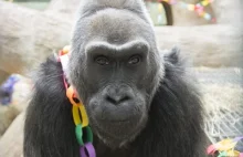 Najstarszy goryl na świecie skończył 58 lat