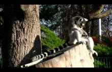 Król Julian - lemury