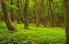 Ponad połowa lasów Europy zniknęła w ciągu ostatnich 6 tys. lat