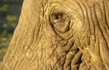 Słonie słyszą więcej niż ludzie