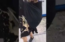 Rafalala atakuje nastoletnią dziewczynkę w centrum Warszawy
