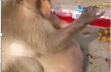 Spasiona małpa – wielkie wyzwanie dla mądrych dietetyków