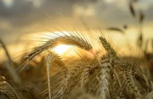 Tyle płacą za zboże w skupach. Duże zróżnicowanie cen / Agrobiznes –...