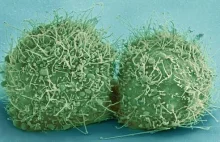 Nanosilniki działające wewnątrz żywych komórek nowotworowych