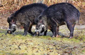 Kuriozalne lamenty pseudoekologów! A co robią w Niemczech?