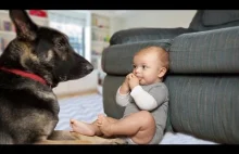 Cute Baby Teach German Shepherd Dogs Compilation!