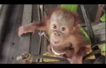 Młode orangutany. Wspaniałe małpki, oczywiście zagrożone wymarciem.