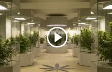 Hemp Embassy: Muzeum konopi w Wiedniu