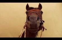 Krótki film o koniach
