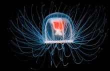 Jedyna nieśmiertelna istota na Ziemi to meduza Turritopsis nutricula