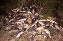Kilkadziesiąt karpi i amurów wyrzucono w lesie.