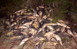Kilkadziesiąt karpi i amurów wyrzucono w lesie.