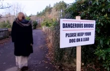 Most samobójców dla… psów