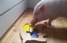 Świnia rozwiązuje świńskie puzle.