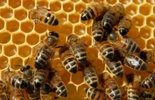 Zagłada pszczół ma związek z pestycydami