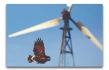 Elektrownie wiatrowe - mordercy owadów, nietoperzy i ptaków