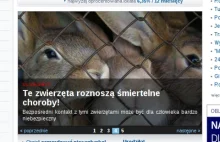 Kontakt z Wirtualną Polską niebezpieczny